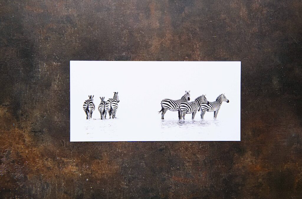 Zebra Postcards