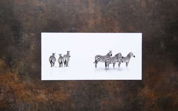 Zebra Postcards
