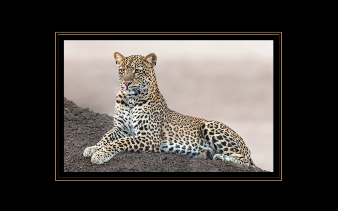 Big Cat Large Placemats – £28.50