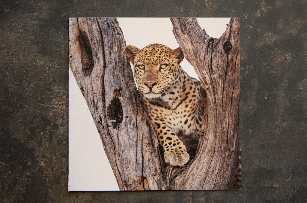 Leopard in Tree Card