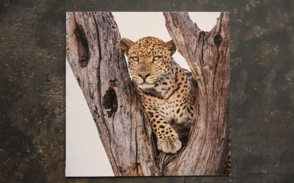 Leopard in Tree Card