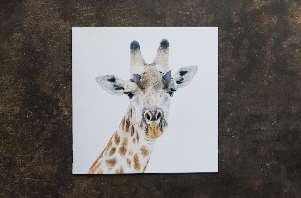Giraffe & Oxpeckers Card