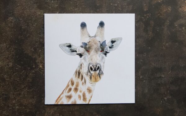 Giraffe & Oxpeckers Card