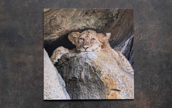 Lion Cub Card