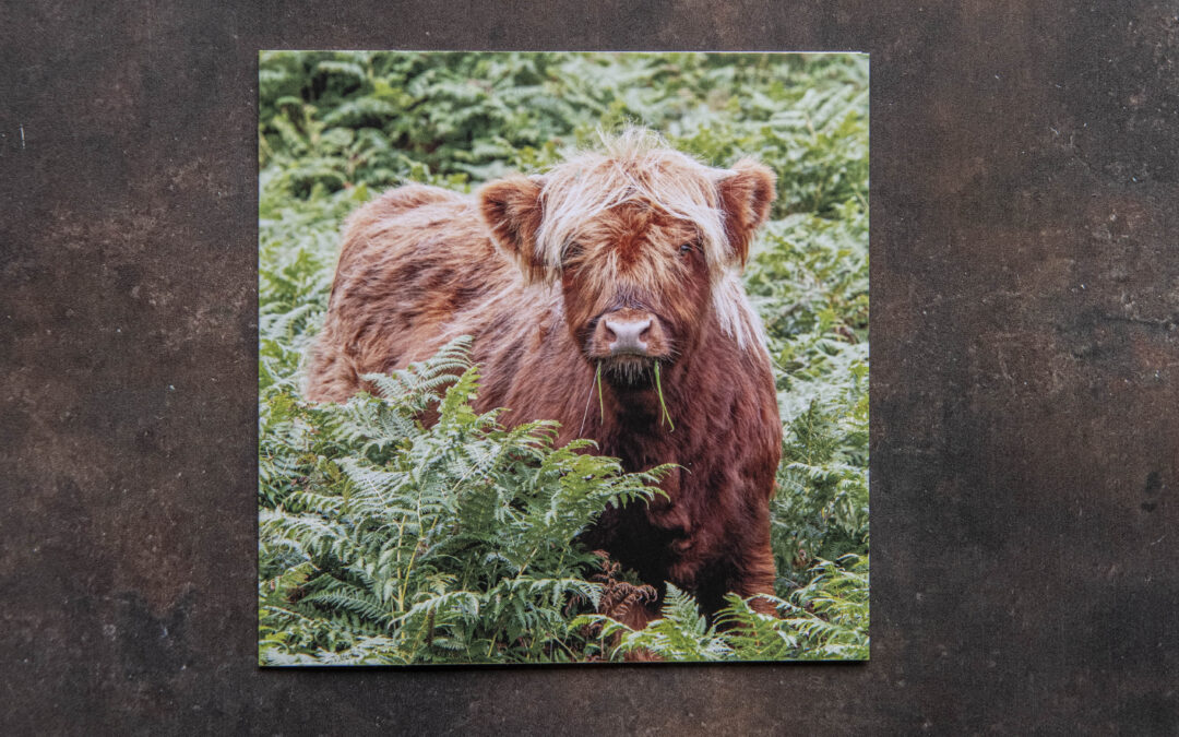 Highland Cow Card