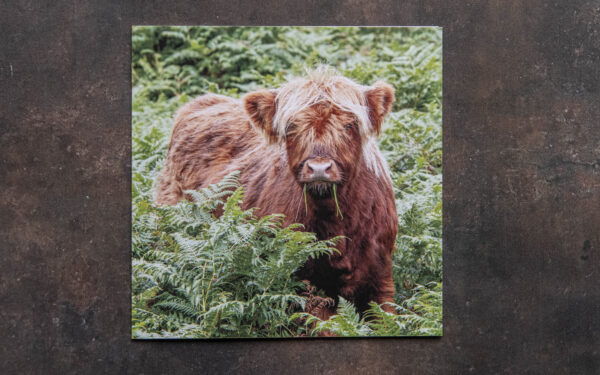 Highland Cow Card