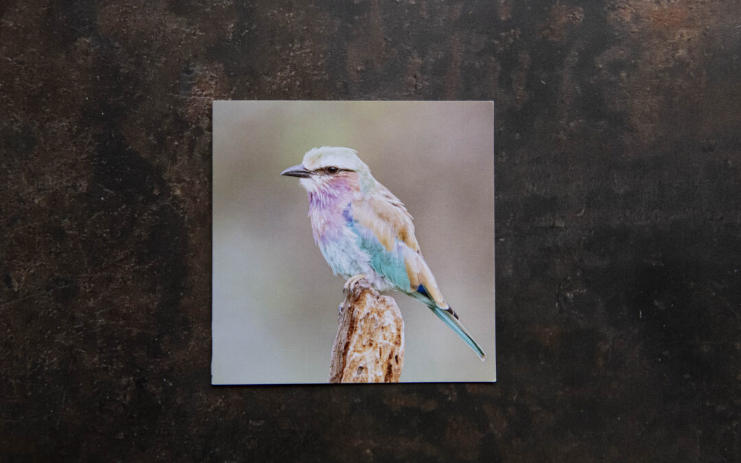 Lilac Breasted Roller Card