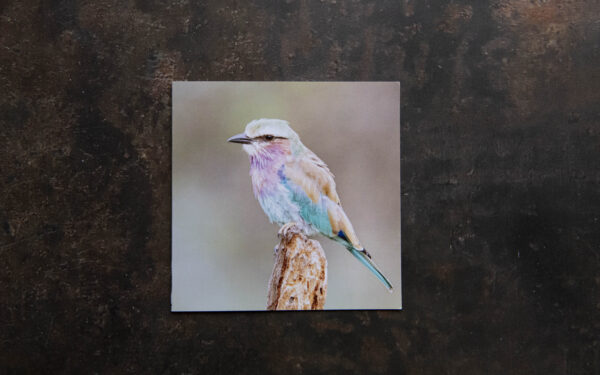 Lilac Breasted Roller Card