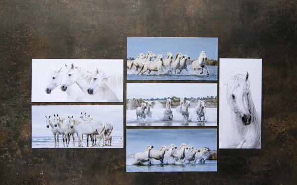 White Horses Postcards