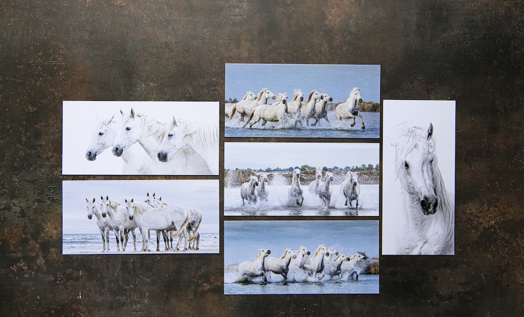 White Horses Postcards