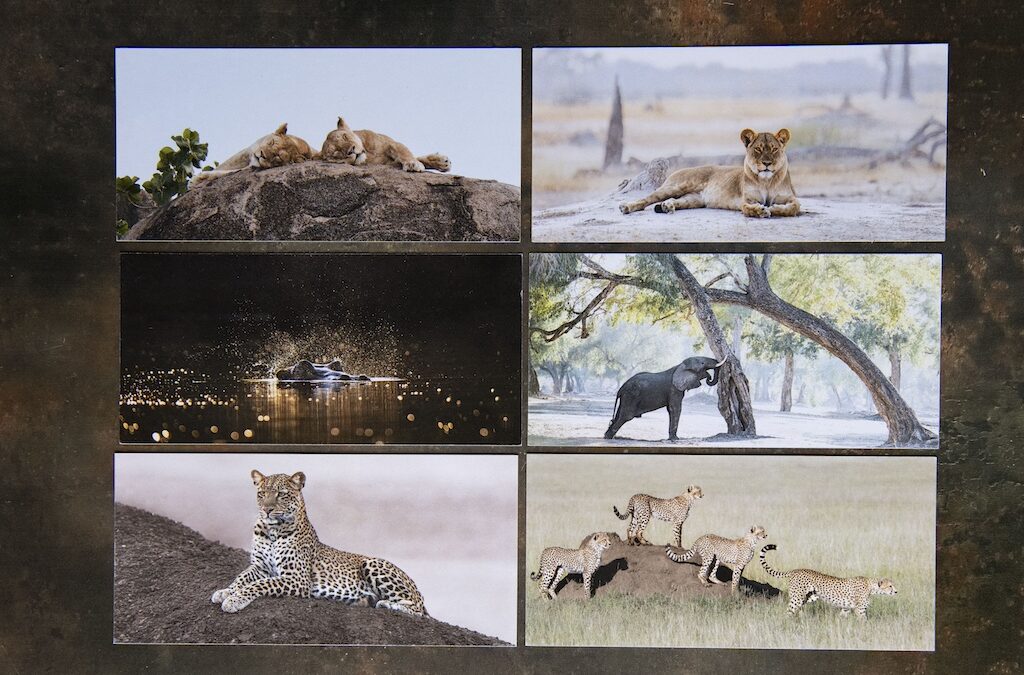 African Wildlife Postcards