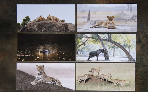 African Wildlife Postcards