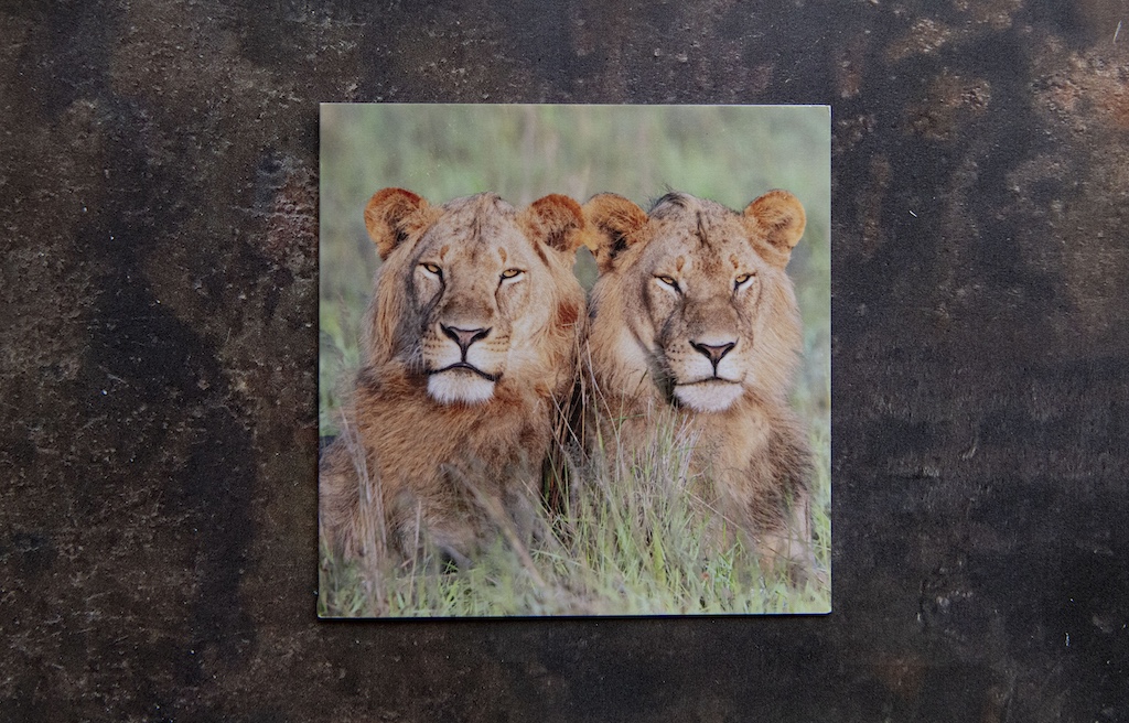 Lion Brothers Card