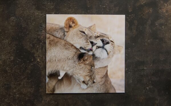 Lioness and Cubs