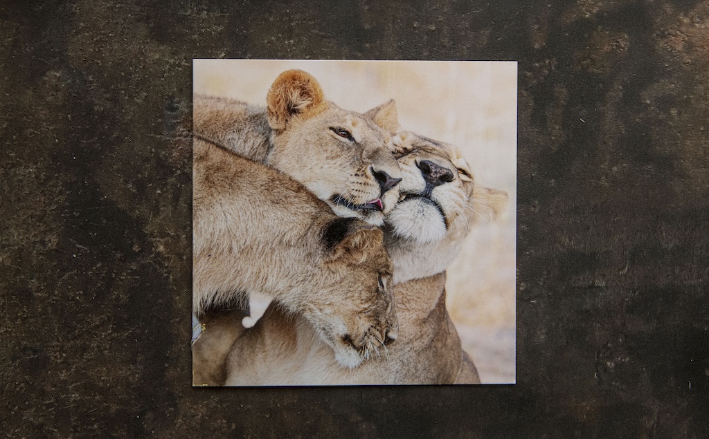 Lioness and Cubs