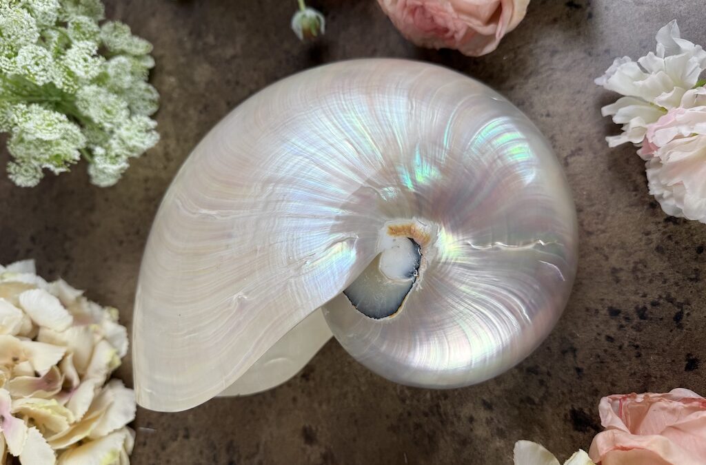 Large Nautilus Pearl Shell – £145