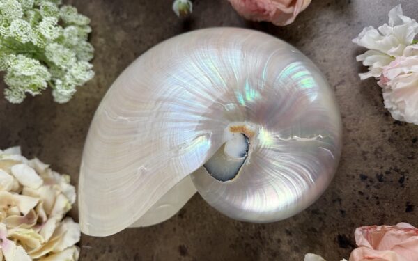 Large Nautilus Pearl Shell – £165